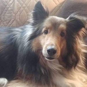 Meet your Posher, Cricket